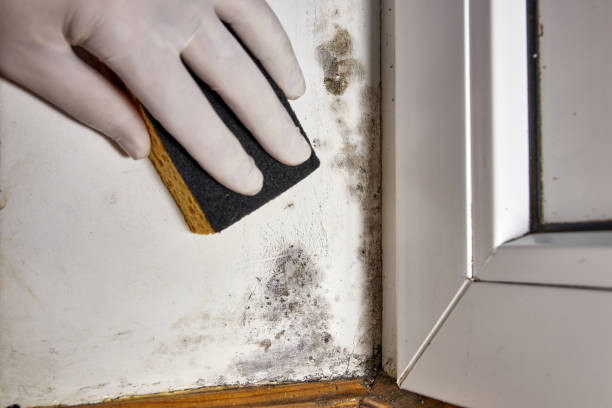 Best Air Quality Testing for Mold Spores  in Breese, IL